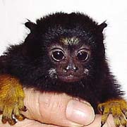 ペットショップ　ドキドキペットくん