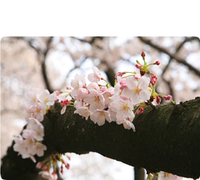 サービス付き高齢者向け住宅 さくら彩