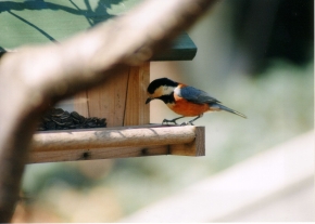 フィオーレの森