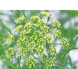 あらい歯科医院