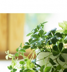 かみくぼ耳鼻咽喉科