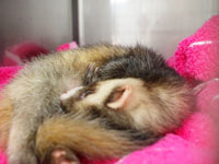 なかたに動物病院