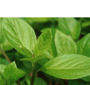 桜整形外科内科