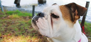 コーラル動物病院