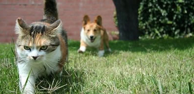 コーラル動物病院