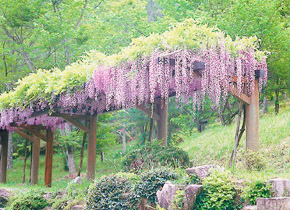 ふじの回廊(藤岡観光協会)