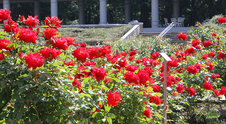 神代植物公園『春のバラフェスタ』の見どころ①バラ(薔薇)の香りが最も強い早朝のバラ(薔薇)園を楽しめるこの時期だけの『早朝開園』